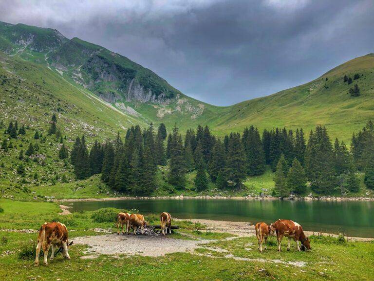 Les vaches paissent sur l'herbe verte près d'un lac calme, entourées de pins et de collines ondulantes, avec un ciel nuageux et couvert au-dessus dans un paysage de montagne.