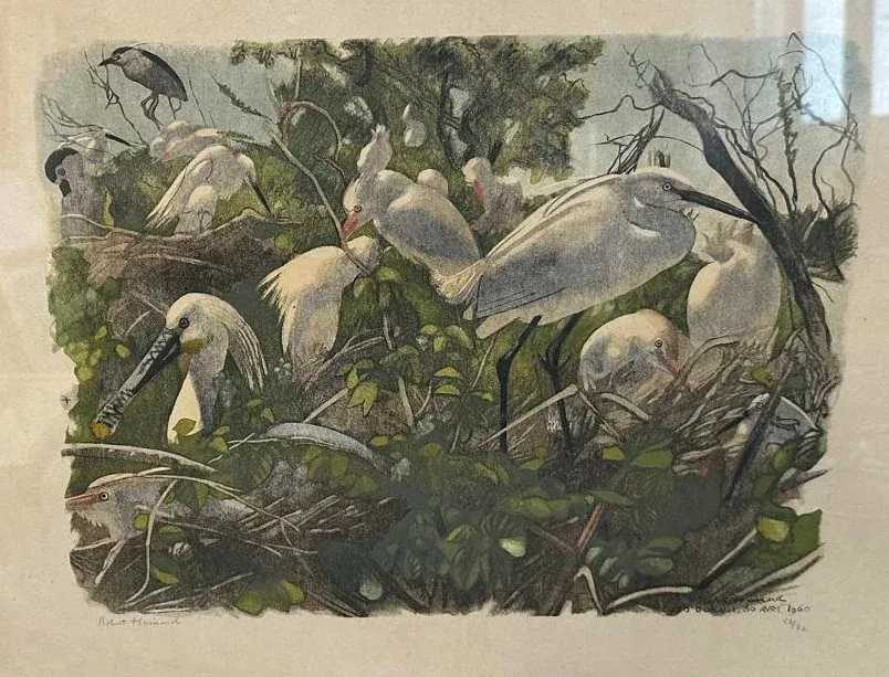 Un groupe de hérons blancs au long bec et à la crête se perche étroitement sur des branches entourées d'un feuillage vert dense, évoquant l'œil détaillé du naturaliste Robert Hainard ; quelques autres oiseaux sont visibles à l'arrière-plan.